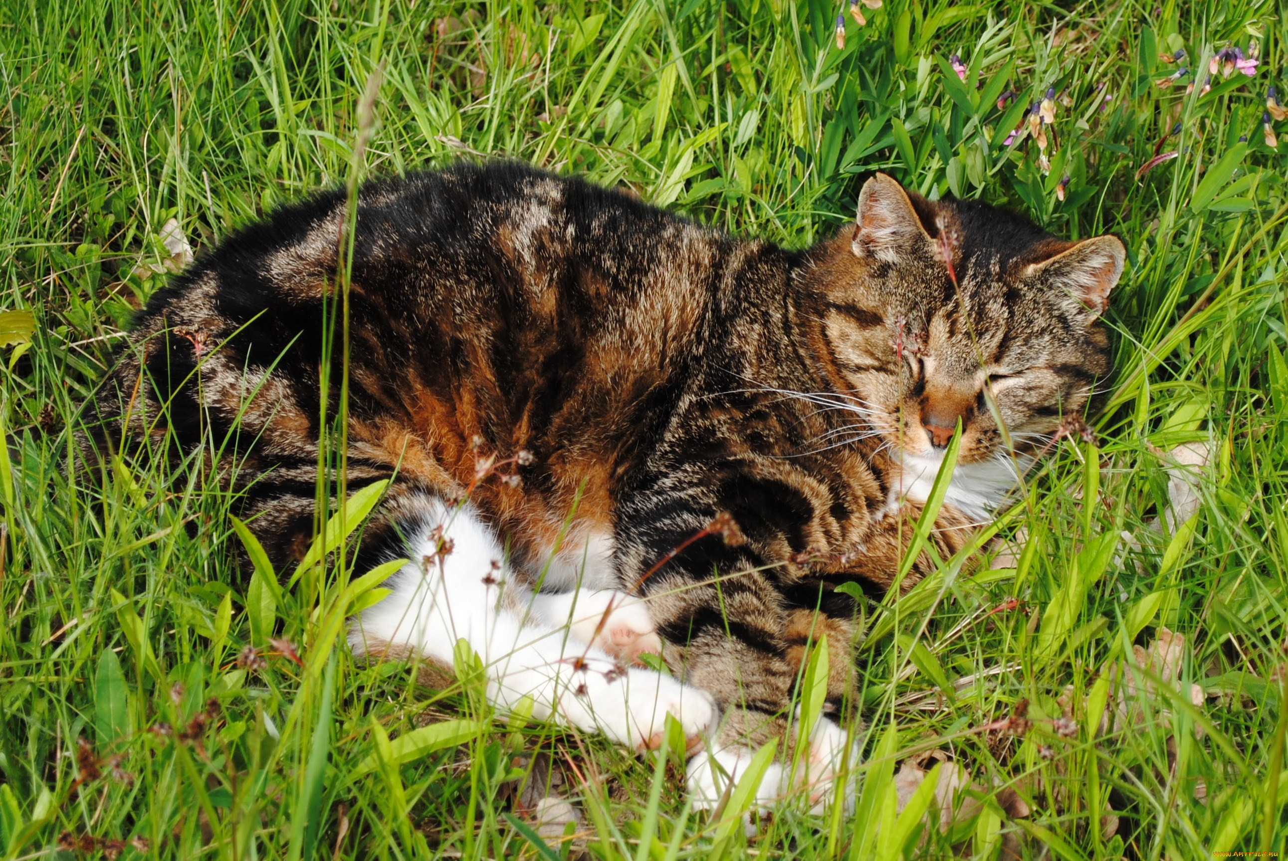 , , cat